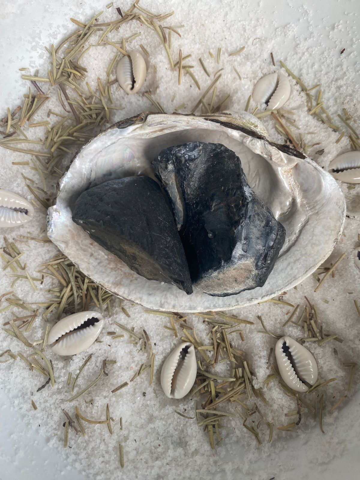 Whale Ear Bone Fossil