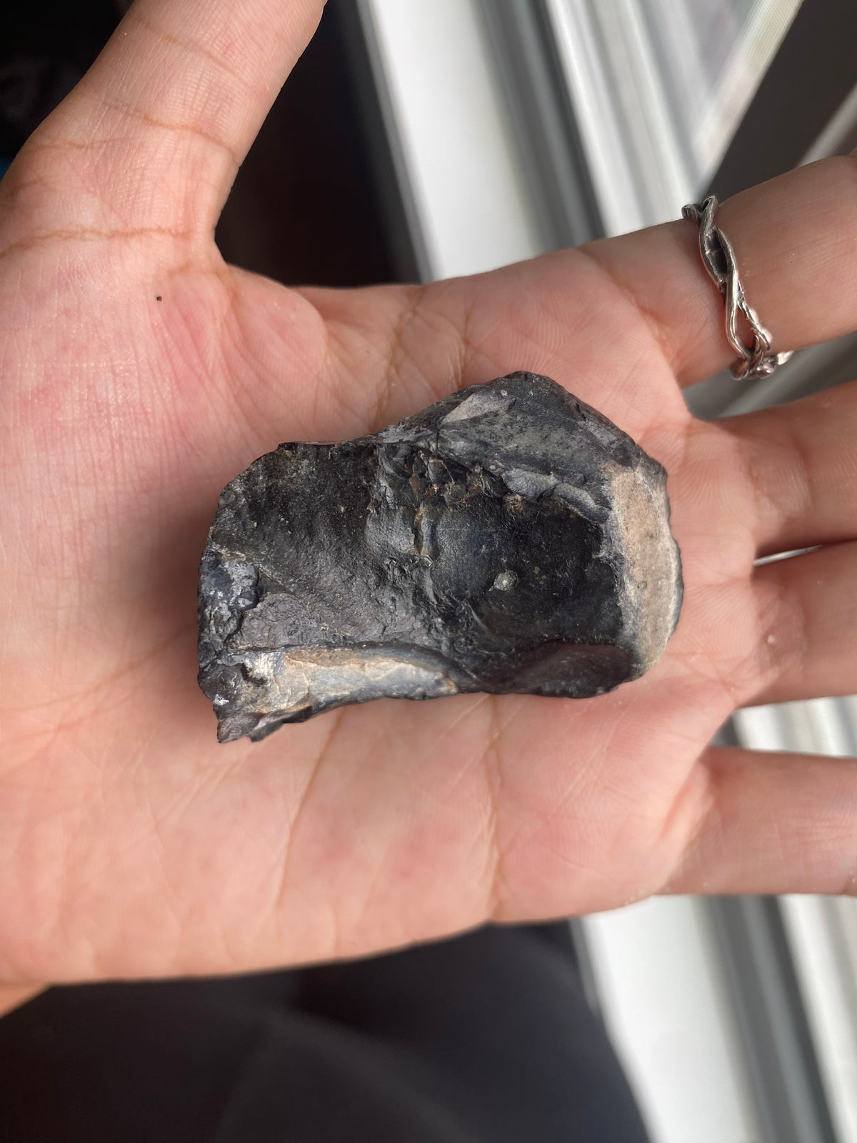 Whale Ear Bone Fossil