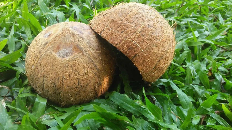 Hand Painted Coconut Shell